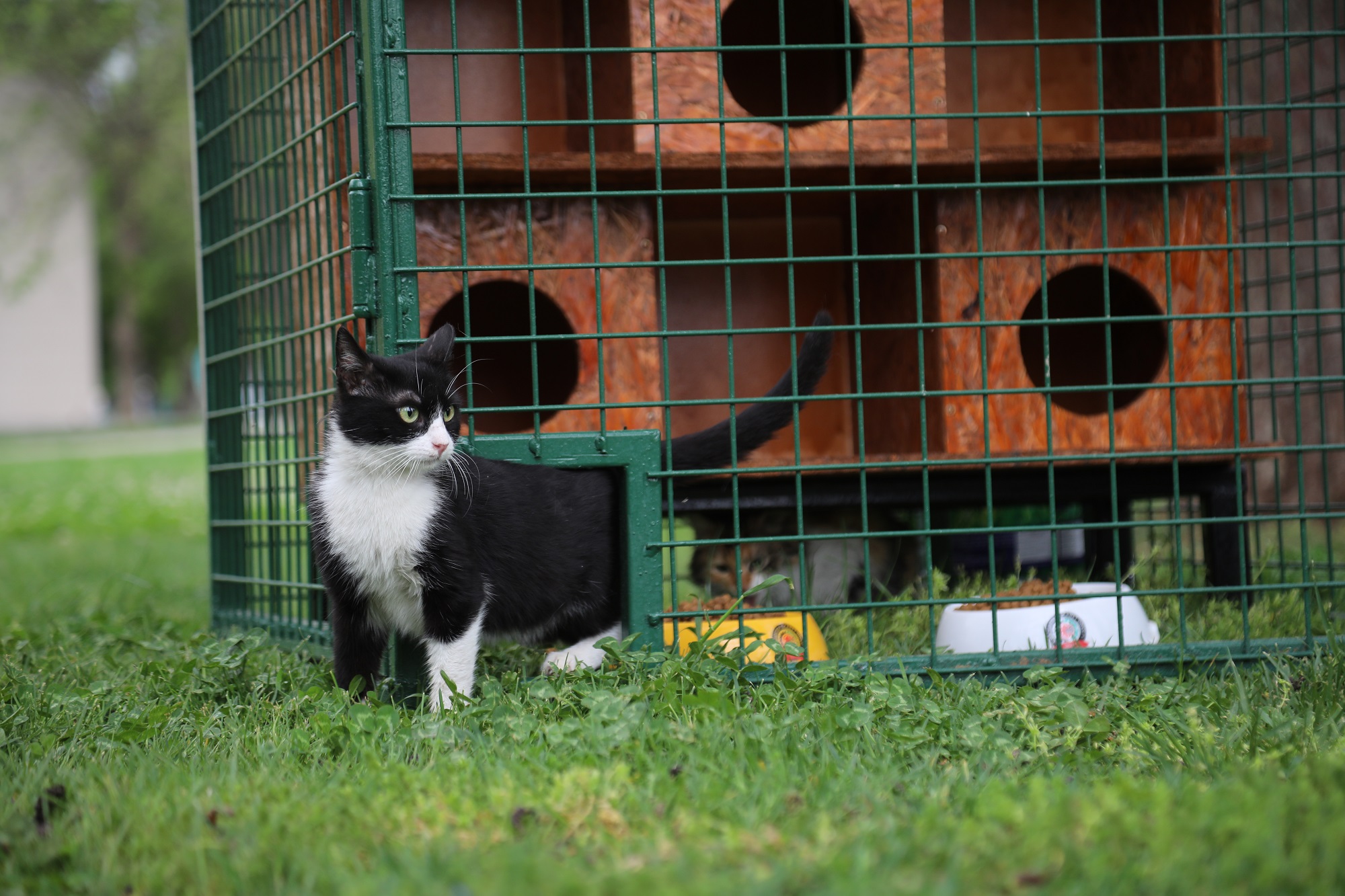 Buyuksehir Hayri Tutunculer Parki Na Yeni Kedi Evleri Kurdu Gaziantep Buyuksehir Belediyesi